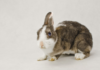 stunted rabbit with blue eyes