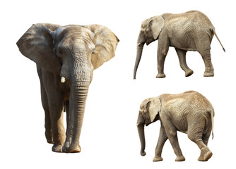 Fototapeta na wymiar Collection of three elephants isolated on white background