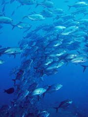 Fototapeta na wymiar ryby, szkoła Trevally w niebieskim oceanie