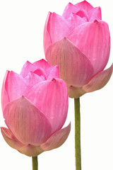 Pink lotus against white background