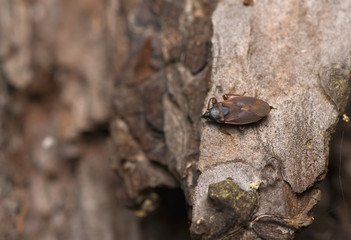 Gastrodes cf. grossipes