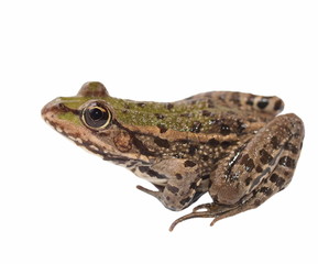 Marsh Frog isolated on white background, Pelophylax ridibundus