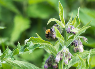 Bee looking for honey in spring