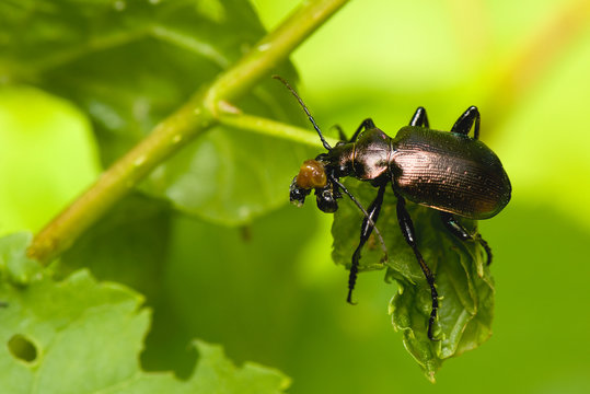 Calosoma inquisitor