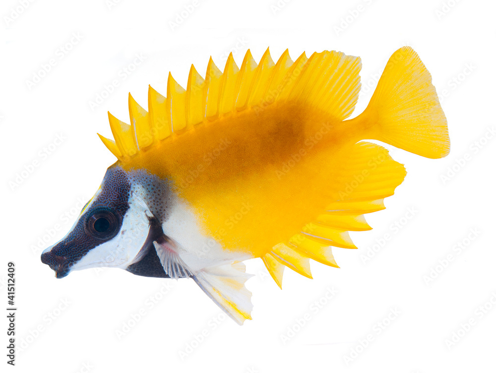 Wall mural reef fish, foxface rabbitfish, isolated on white background