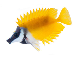 reef fish, foxface rabbitfish, isolated on white background