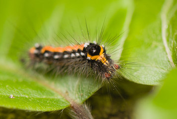caterpillar