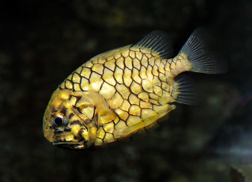 Pineapple Fish or Cleidopus gloriamaris