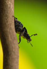 Platycerus caraboides