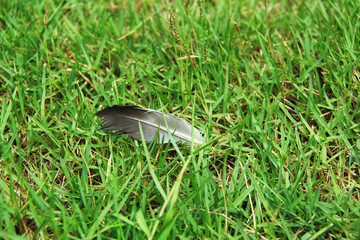 Feather on the grass