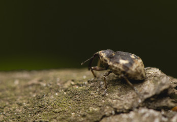 Grypus equiseti