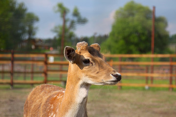 Photo of young deer
