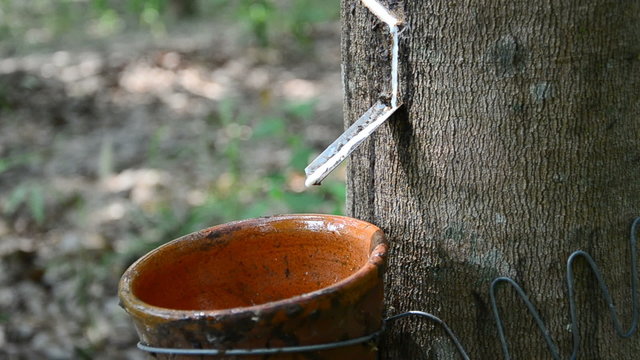 Latex of para rubber tree dropping into a cup