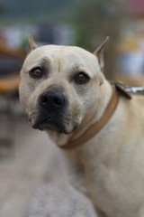 American Staffordshire