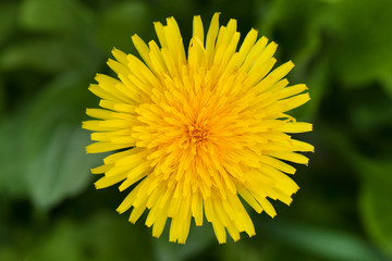 Obraz premium Yellow dandelion flower