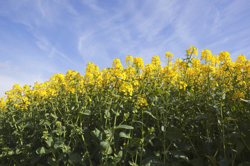 Fototapeta premium canola flowers and blue sky