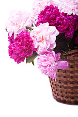 Bouquet of peonies blooms