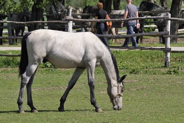 Lipizzaner foal