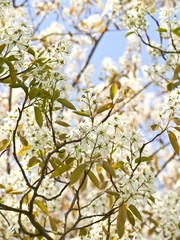 Blühende Kupfer-Felsenbirne (Amelanchier lamarckii) vor blauem Himmel, Lüneburger Heide, Niedersachsen, Deutschland, Europa