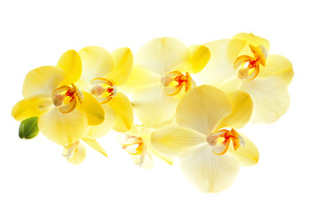 Fototapeta na wymiar beautiful orchid flower on white