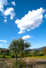 Lonely tree against the blue sky Italy