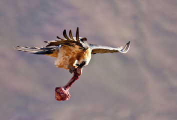 Bearded vulture flying away with a bone
