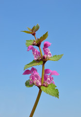 Obraz premium Gefleckte Taubnessel (Lamium maculatum)