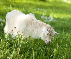Obraz premium goat grazing
