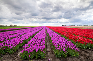 purple and red tulip fields