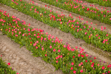 Dutch flower fields