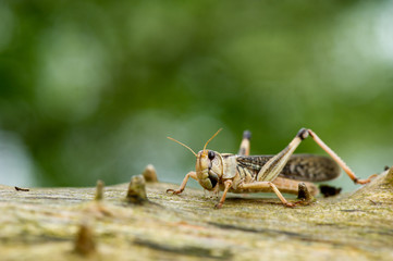 Cricket on tree