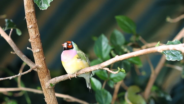 finches sitting on a branch in the forest