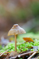 Mushroom in autumn