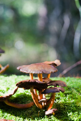 Lactarius hepaticus