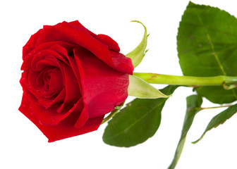 red rose isolated