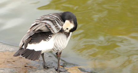 Barnacle goose