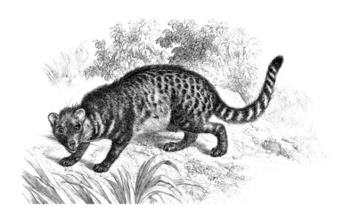 Civette - Viverridae
