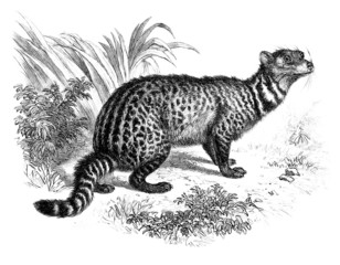 Civette- Viverridae