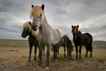 Crédence de cuisine en verre imprimé Scandinavie Icelandic horses