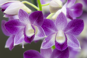 Fototapeta na wymiar Exotic Orchids