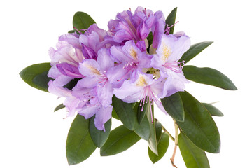 Rhododendron rose, azalée