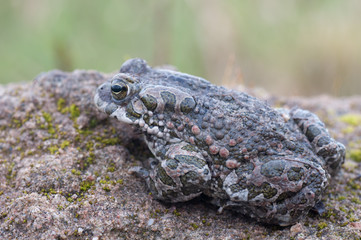 Bufo virdis