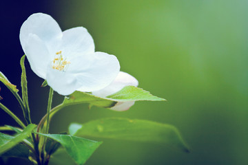 Photo of blossoming tree brunch with white flowers