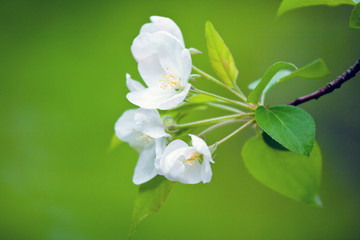 Photo of blossoming tree brunch with white flowers