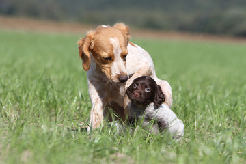 maman épagneul breton protége son chiot