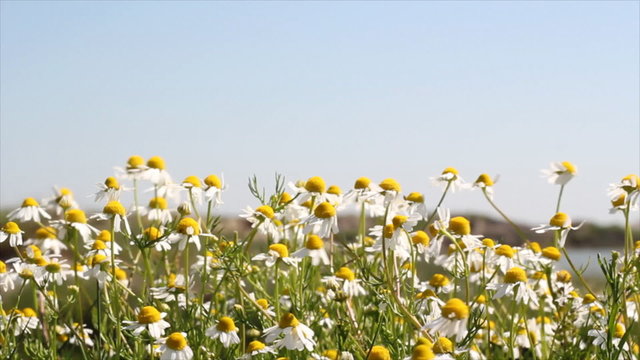 chamomile field