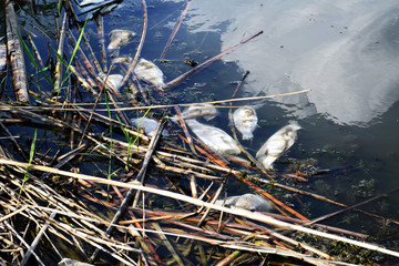 fish killed by near the shore