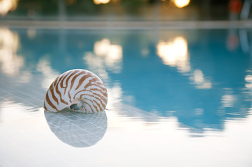 nautilus shall at swimming pool edge, super shallow dof, sun ref