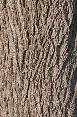 Closeup of Black Walnut Tree