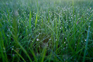 Obraz premium Dew droplets